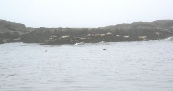 [Egg+Island+seals_1_1.jpg]