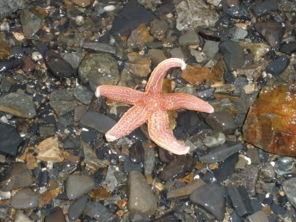[starfish+by+Cara_1_1.JPG]