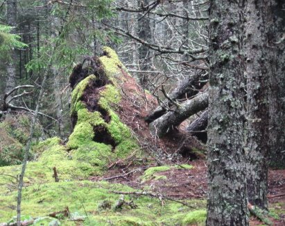 [Indian+Point+uprooting_1_1.jpg]