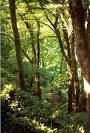 St Nectan's Glen