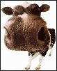 [Wahcow.JPG]