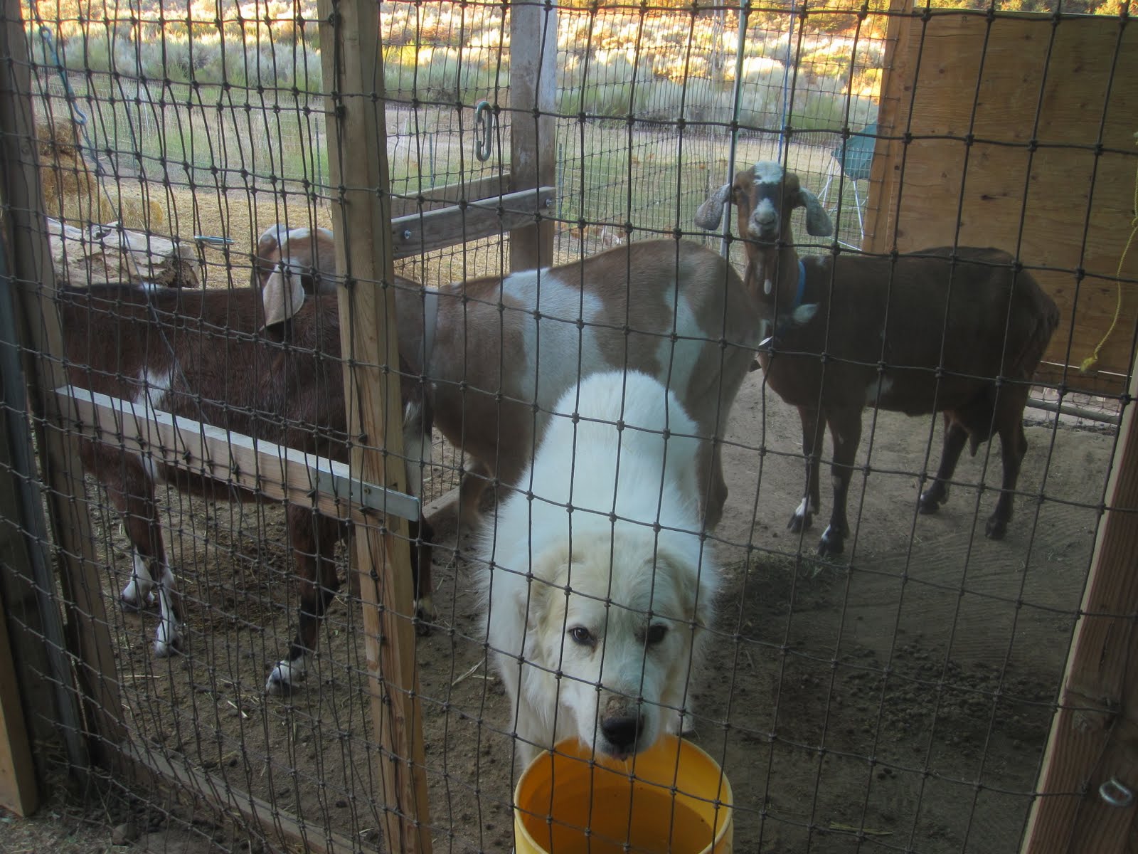 The World of Nickolândia How to Milk a Goat for Dummies