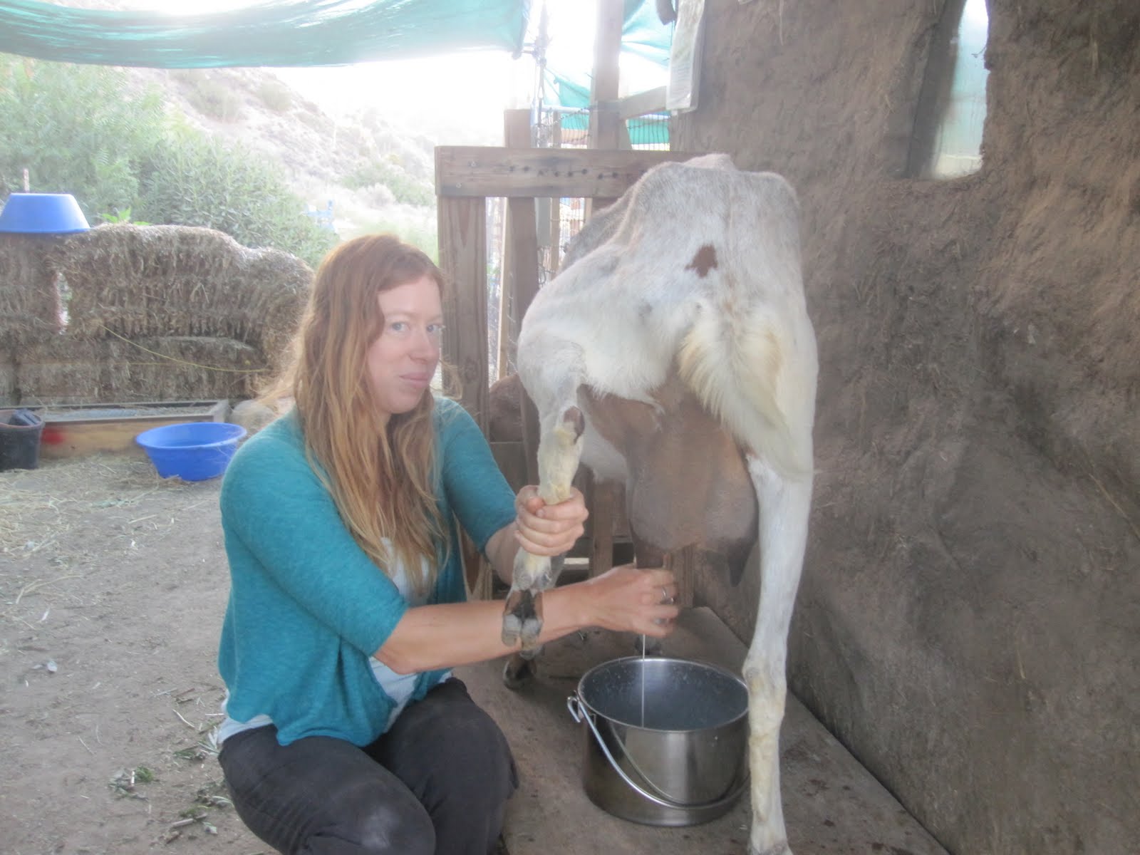 The World of Nickolândia How to Milk a Goat for Dummies