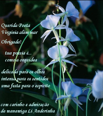 [orquidea+Vi.jpg]