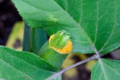 Berbagai Kanker Diobati Dengan Ashitaba - Herbal Malaikat Dengan Chalcone Dan Satu-satunya Di Dunia