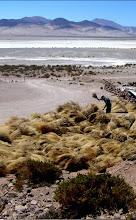Ecosistema: Sistemas Lagunares Alto Andinos