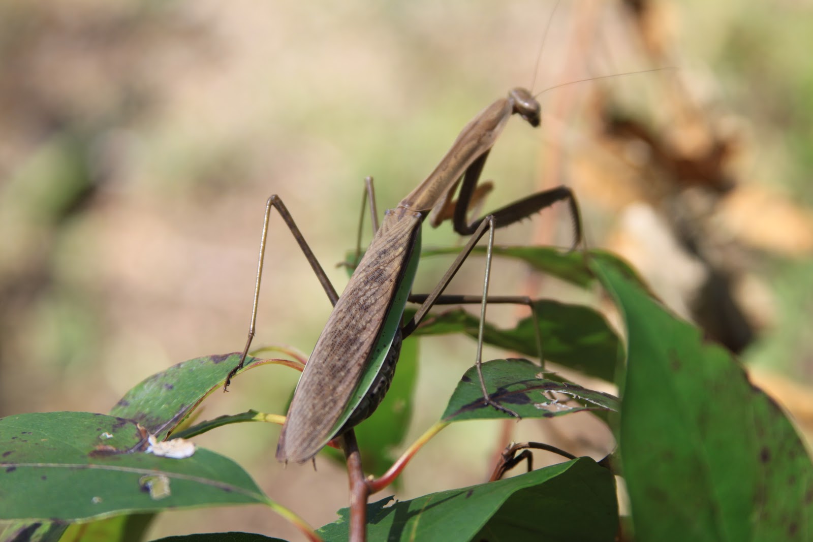 Lightning Bug Lodge Animal Neighbors in the Smoky Mountains
