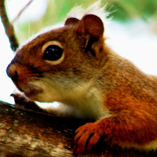 A New Resident of the Back Yard: