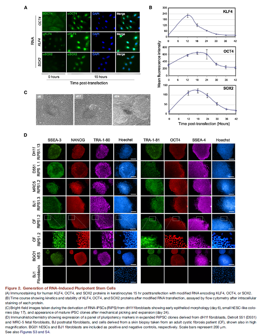 BE115's Tissue Engineering Blog: Highly Efficient Reprogramming to ...