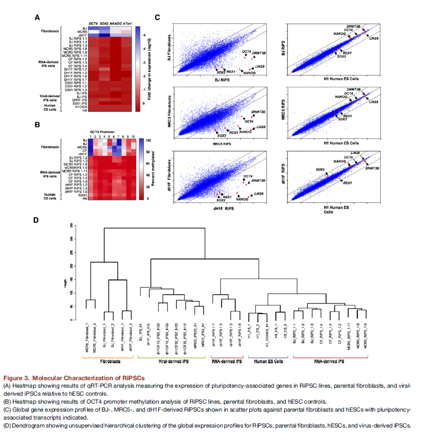 BE115's Tissue Engineering Blog: Highly Efficient Reprogramming to ...