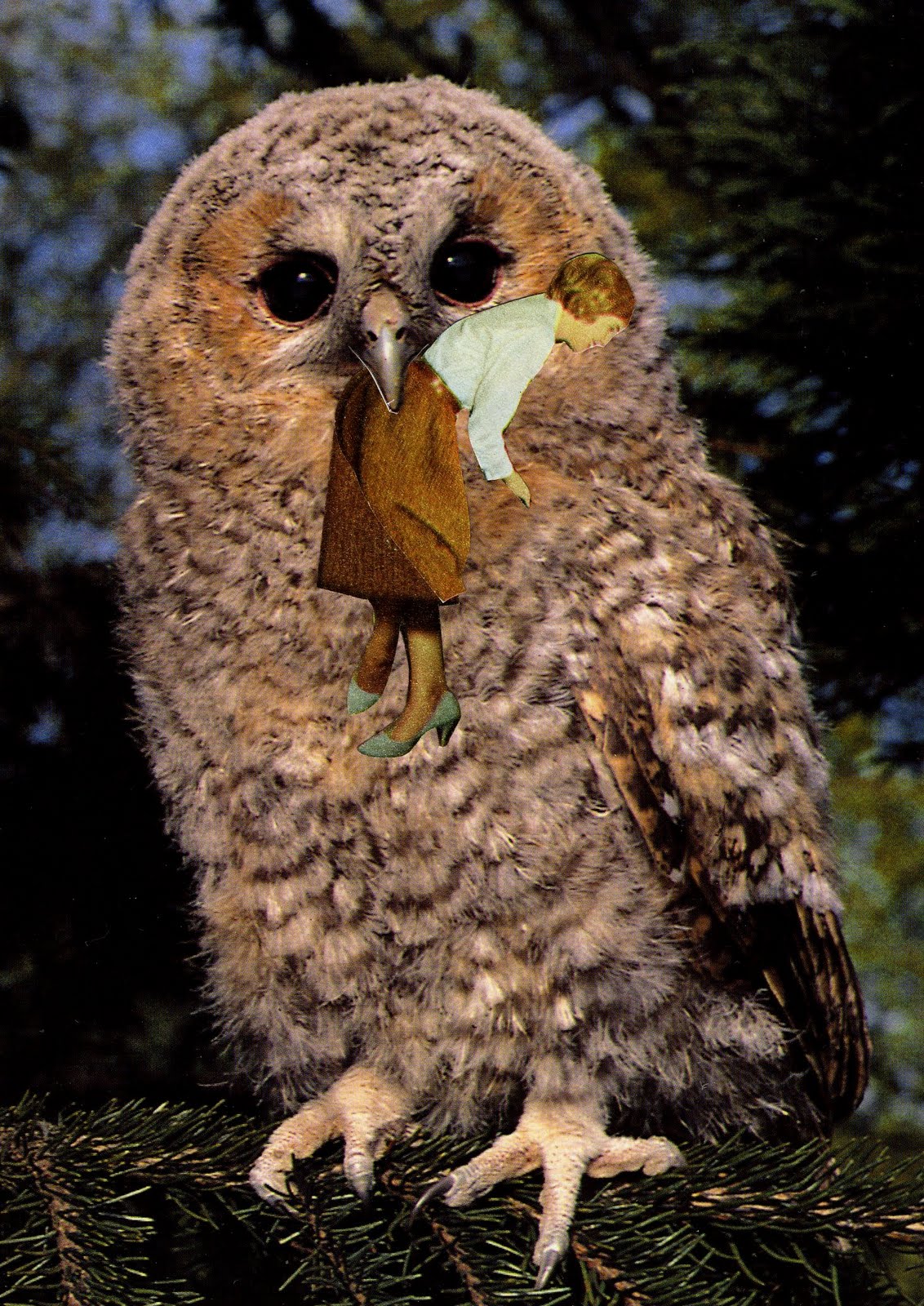 Scrapiteria Dolly's Pet Owl