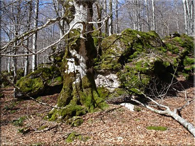 El musgo cubre troncos y rocas