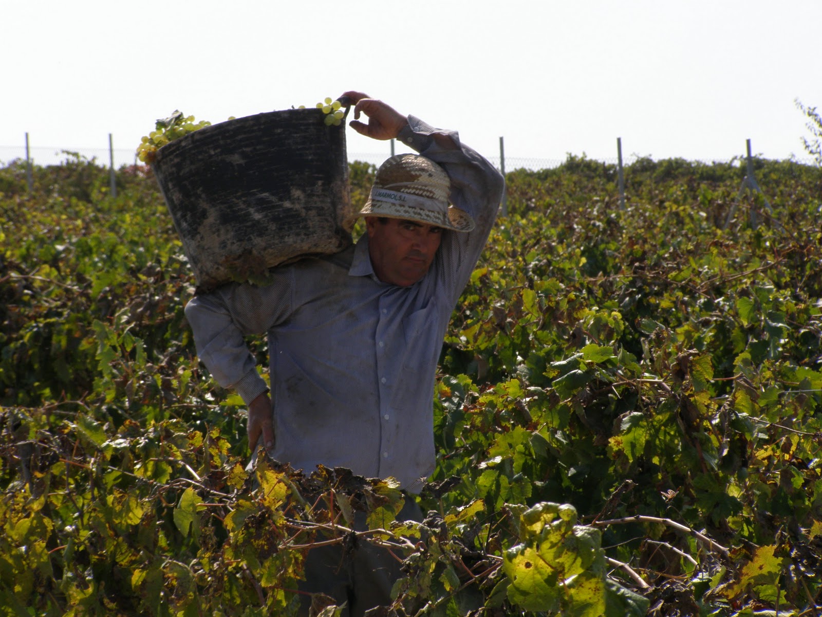 Milagrosa Martín Ávila La vendimia en Sanlúcar de Barrameda