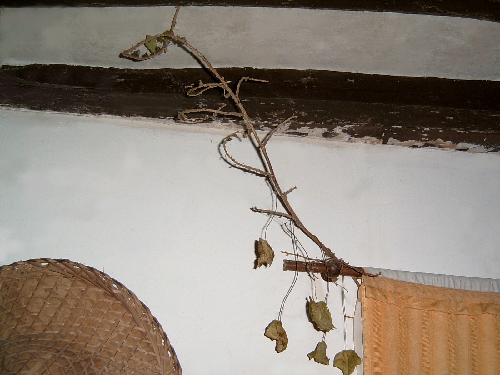 [lierre-chambre.JPG]