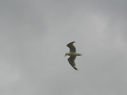 flying bird ullapool thurso errors successful compilation thoughts run random scotland