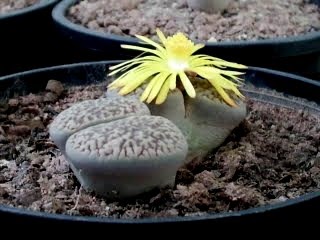 Flores e Coisas: Lithops - A Planta Pedra