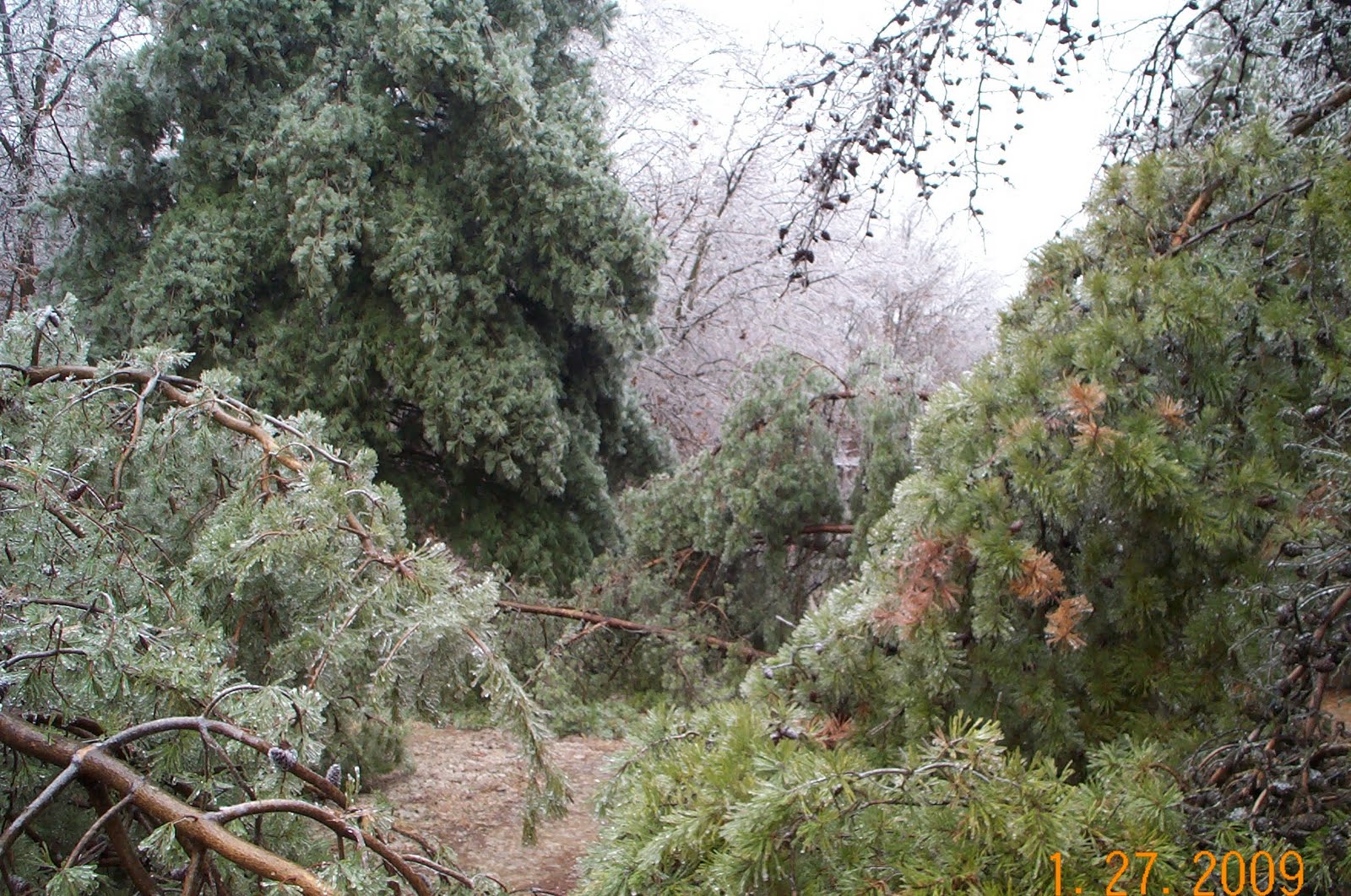Bonnieville Ky Ice Storm of January 27 2009