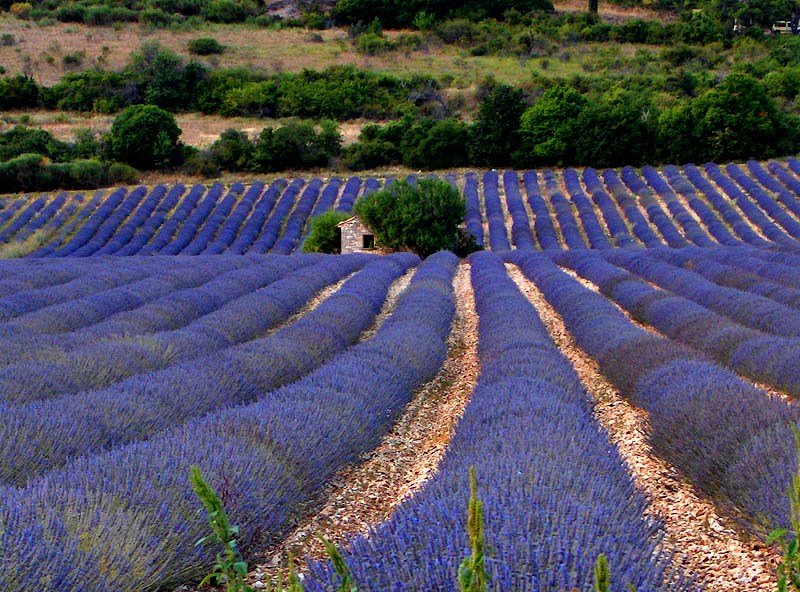 [lavender+fields.jpg]