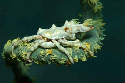 Beautiful underwater sea creatures pictures