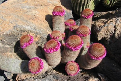 Cactus plants