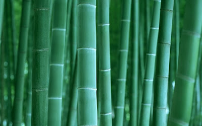 Curious, Funny Photos / Pictures: Beautiful Green bamboo tree - 39 Pics