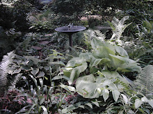 Birdbath In The Shade