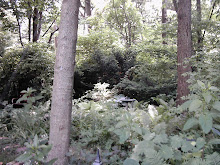 Shaded Garden
