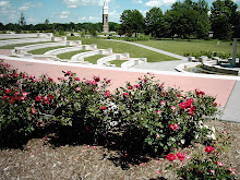 Roses By The Ampitheatre