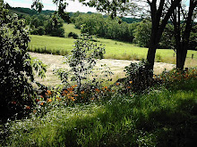 Fields and Hedgerow