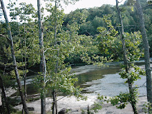 Trees Along the River