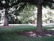 Pine Trees
