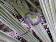 Snake Watching Me