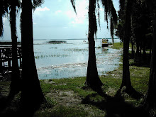 Spanish Moss and Wetlands