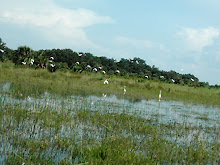 Flock of Egrets