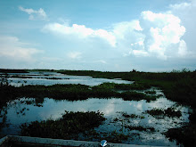 Florida Wetlands and Sky
