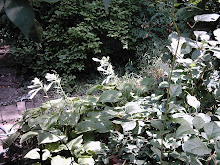 Summer Hostas