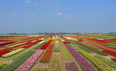 tulip_fields_03.jpg