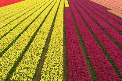 tulip_fields_07.jpg