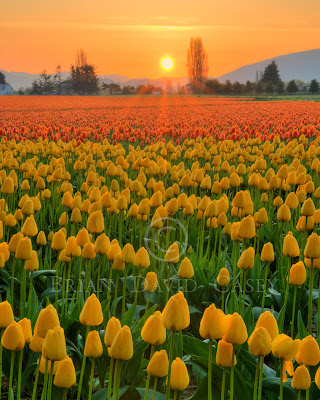 tulip_fields_11.jpg