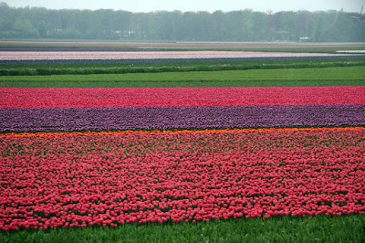 tulip_fields_15.jpg
