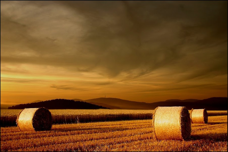      wheat_field_27.jpg