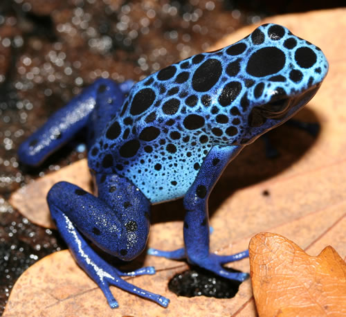 [d-azureus2.jpg]