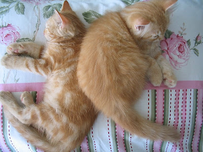 Sweet Dreams by Gui, o gato from flickr (CC-NC-ND)