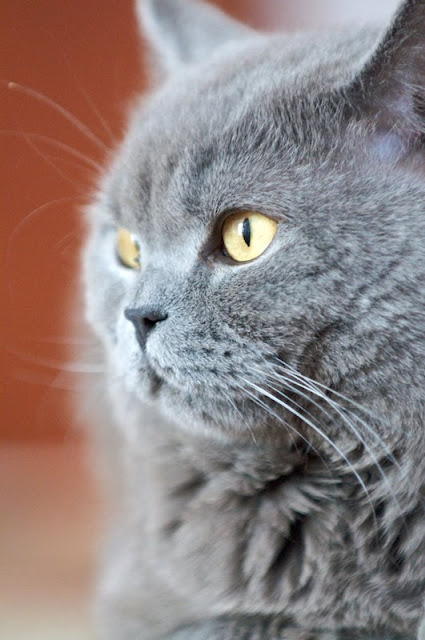 Russian Blue by Adam Zdebel from flickr (CC-NC-ND)