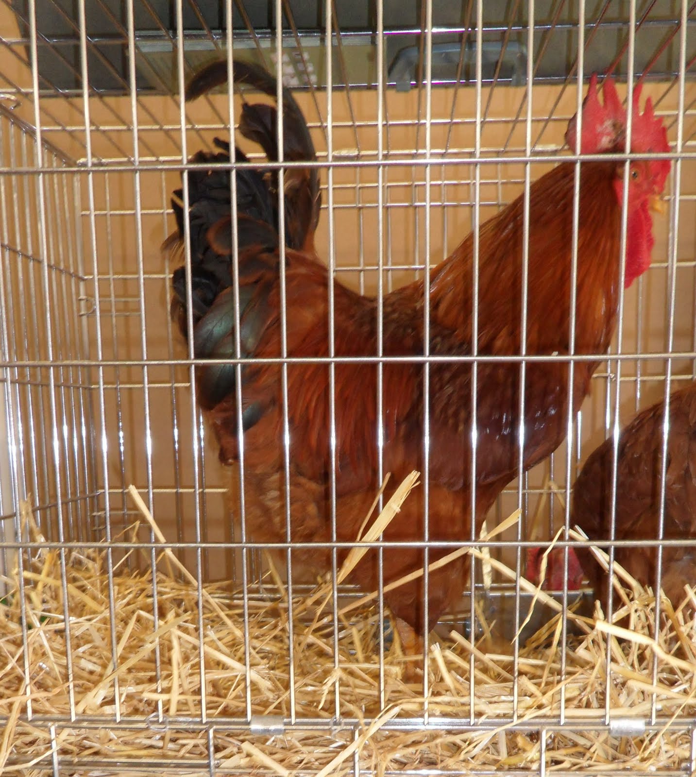 o lugar nunca pensei... GALINHAS com pedigree o lugar nunca pensei... GALINHAS com pedigree