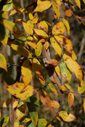 MandoBob's Blog: Fall Photos at 290 O'Neal Ln