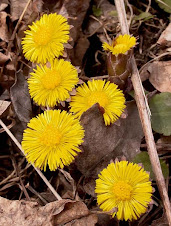 Tussilago farfara