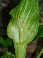 Arisaema atrorubens
