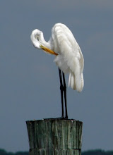 Grooming egret