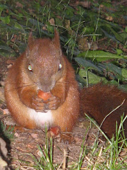 wiewióra